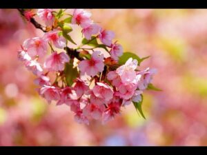 桜姫　～サクラヒメ～