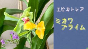 2021年2月14日　エピカトレア・ミカワプライム　粘土細工のような花　エピデンドラム・セントラデニウム（桜姫千鳥）原種