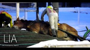 レース中に死ぬ馬もいる「ばんえい競馬の日常的な光景」　Some horses die during the race “Daily scene of Banei horse racing”