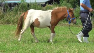 1【サクラヒメ】（令和4年度北海道乗用馬市場）