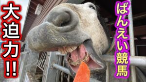 【ばんえい競馬】大迫力！帯広競馬場の馬に餌をあげてみた