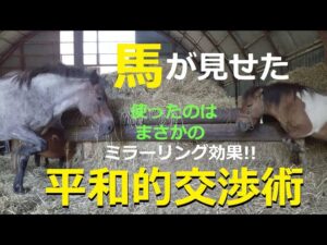 【ミラーリング効果】【ボス争い】馬が見せた平和的交渉術！使ったのはミラーリング効果