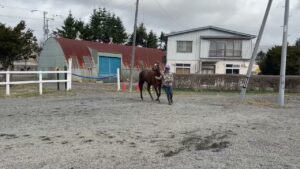 サクラヒメ（ヴィオレッタの21）230325撮影　ディアレストクラブ在厩