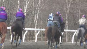 サクラヒメ（ヴィオレッタの21）230325撮影　ディアレストクラブ在厩　坂路先頭左3ハロン54.9　トラックコース２列目外側