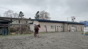 サクラヒメ　230414撮影　ディアレストクラブ在厩