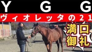 YGG🏇ウメムスビの次は桜姫(サクラヒメ)🌸ウマ娘❤️‍🔥牝馬クラシック狙える【ヴィオレッタの21】サンダースノー産駒