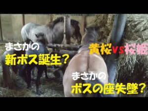 【ボス争い】黄桜vs桜姫　ボスになるのは誰か！