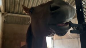 サクラヒメ　260721撮影　ケイワンステーブル在厩