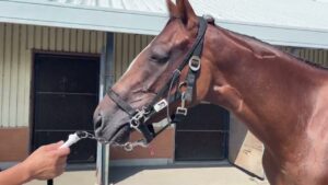 サクラヒメ　230816撮影　ケイワンステーブル在厩