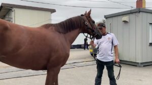 サクラヒメ　230906撮影　ケイワンステーブル在厩