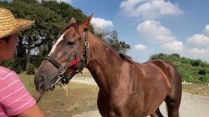 サクラヒメ　231101撮影　ケイワンステーブル在厩