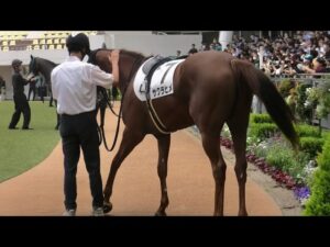 厩務員さんの足に前掻きしちゃうおてんば姫🌸サクラヒメ