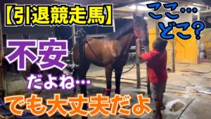 3週間前まで現役の競走馬だった馬を引き取る事になりました。『引退競走馬のセカンドライフ』【ツルマルボーイ様のシモベ】